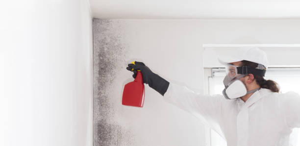 Best Black Mold Remediation in Porter, IN