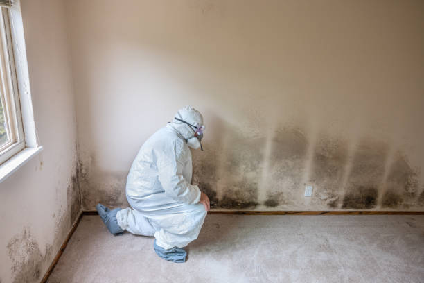 Best Residential Mold Remediation in Porter, IN