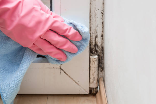 Best Post-Flood Mold Remediation in Porter, IN