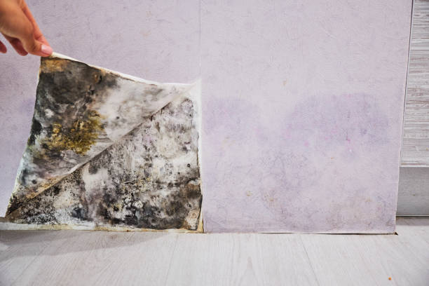Best Localized Mold Remediation (e.g., coastal areas, humid climates) in Porter, IN